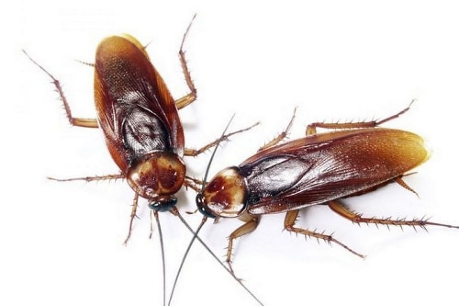 Может ли борьба с тараканами и тараканами в многоквартирных домах быть эффективной?