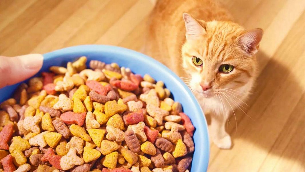 Сухой корм для кошек - рейтинг лучших предложений