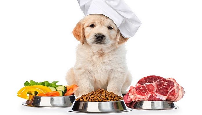Консервы для собак: питание лучшего друга человека